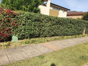 Big Hedge Trimming AFter